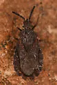 Aradus nr-intectus-bc