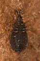 Aradus nr-intectus-bc - photo 2