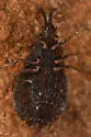 Aradus nr-intectus-bc - photo 3