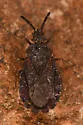 Aradus nr-intectus-bc - photo 4