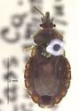 Aradus opertaneus