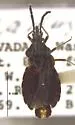 Aradus orbiculus