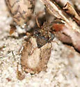 Aradus ornatus - photo 2
