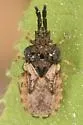 Aradus ornatus - photo 3