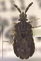 Aradus pannosus