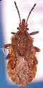 Aradus persimilis