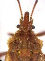 Aradus persimilis - photo 2