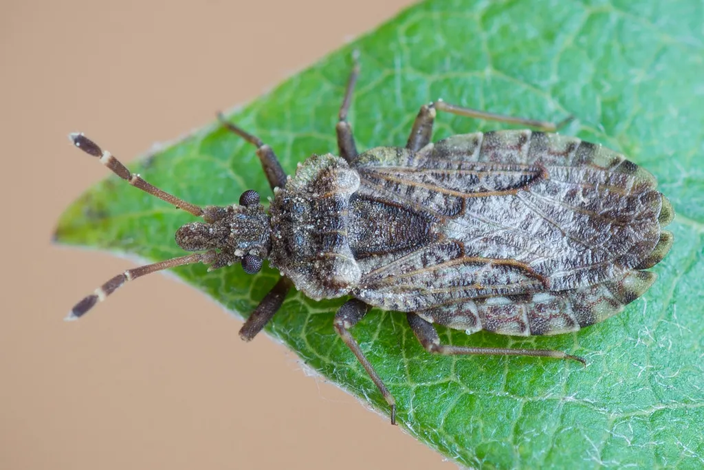 Aradus pictellus 0 - photo 3
