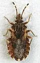 Aradus proboscideus - photo 2