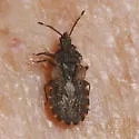 Aradus proboscideus - photo 3