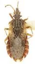 Aradus proboscideus - photo 4