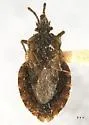 Aradus proboscideus - photo 5
