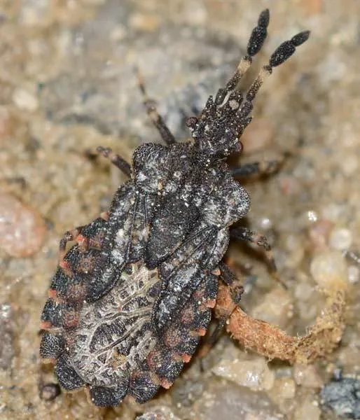 Aradus quadrilineatus - photo 2