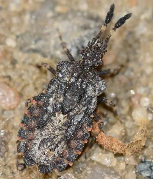 Aradus quadrilineatus - photo 3