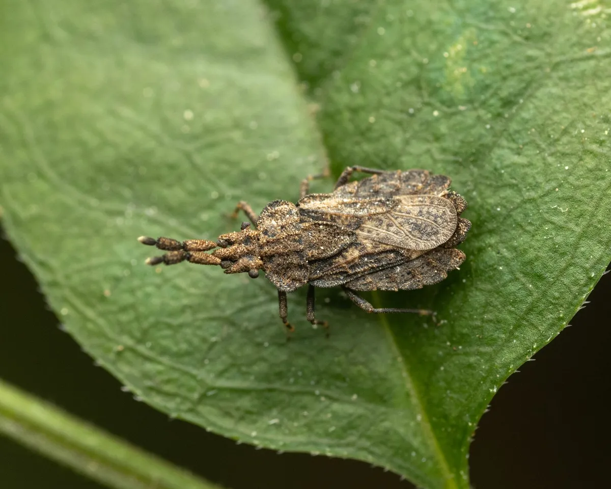 Aradus robustus - photo 2