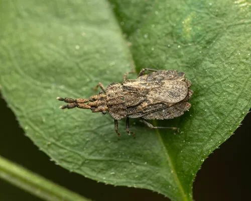 Aradus robustus - photo 3