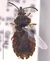 Aradus serratus