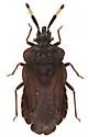 Aradus signaticornis
