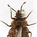 Aradus similis - photo 4