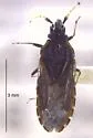 Aradus snowi