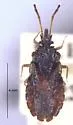 Aradus taylori
