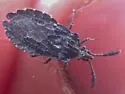 Aradus tuberculifer - photo 2