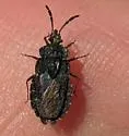 Aradus tuberculifer - photo 3