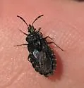 Aradus tuberculifer - photo 4