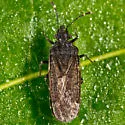 Aradus uniannulatus