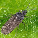 Aradus uniannulatus - photo 2