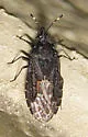 Aradus uniannulatus - photo 3