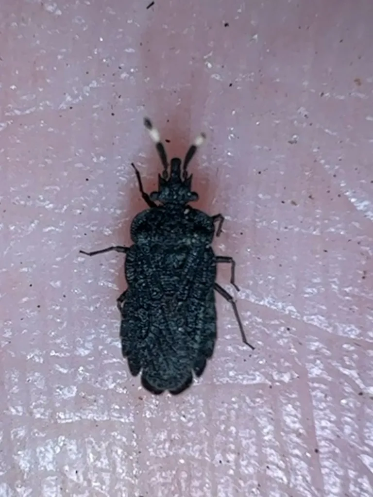 Aradus uniformis - photo 2