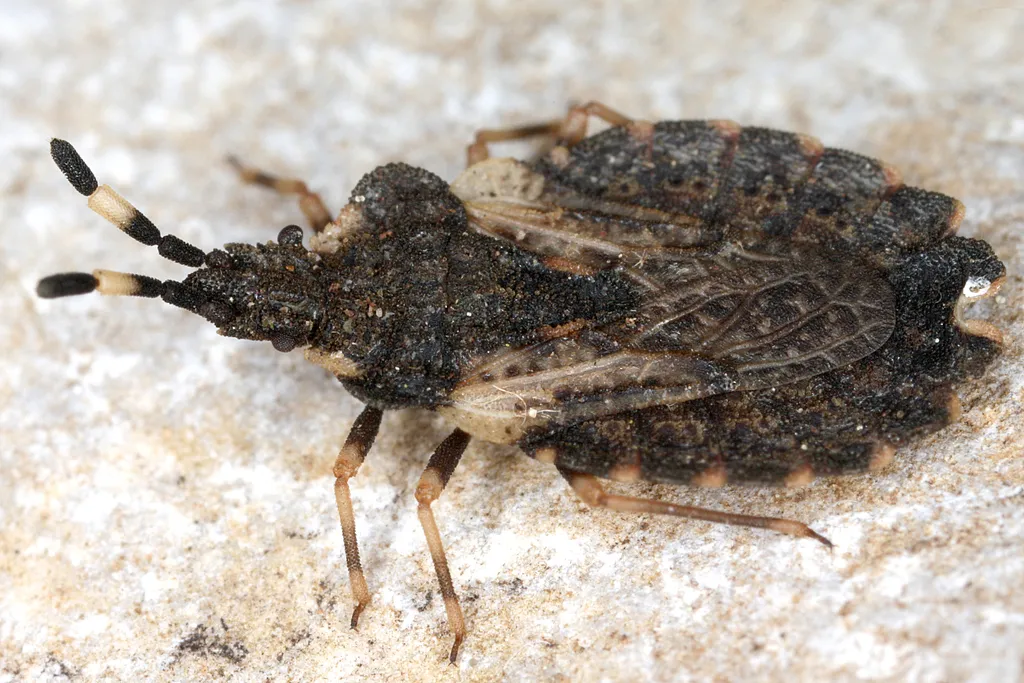 Aradus versicolor - photo 2