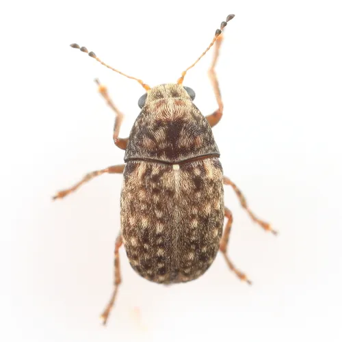Coffee Bean Weevil
