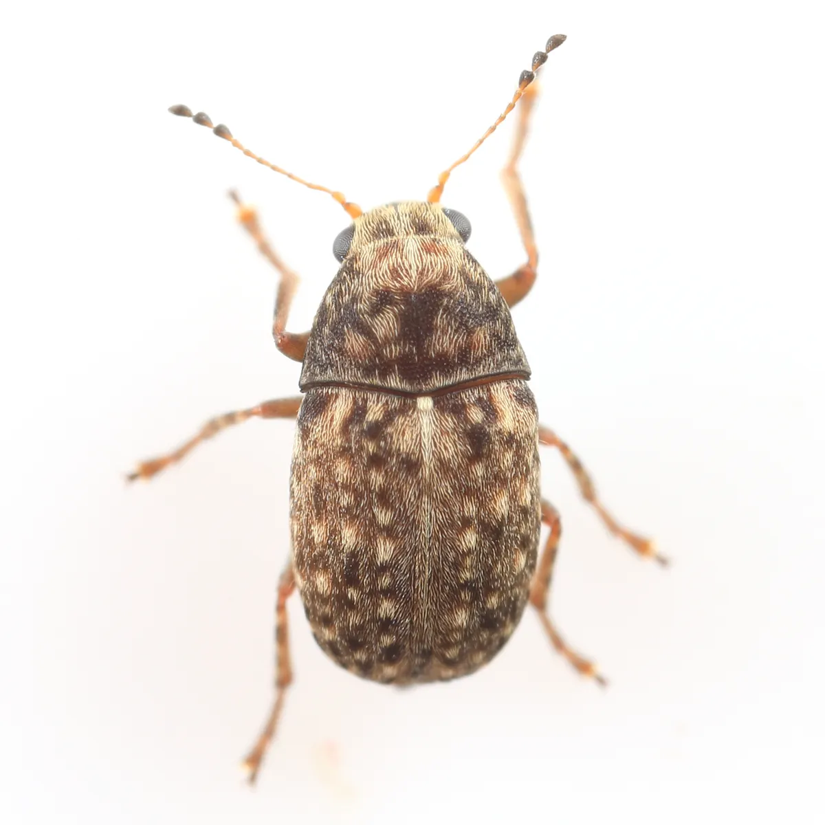 Coffee Bean Weevil - photo 2