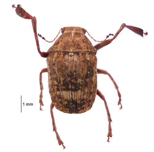 Araecerus palmaris