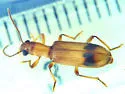 Araeodontia isabellae