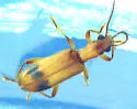 Araeodontia isabellae - photo 2