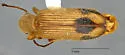 Araeodontia isabellae - photo 3