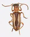 Araeodontia marginalis