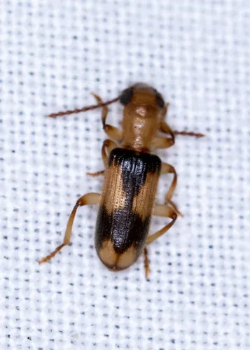 Araeodontia peninsularis