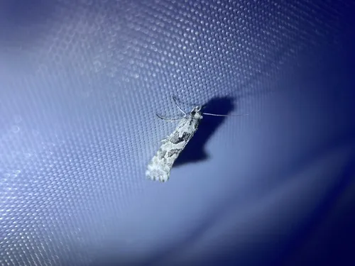 Araeolepia subfasciella