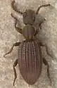 Araeoschizus airmeti