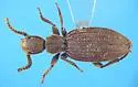 Araeoschizus airmeti - photo 5