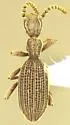 Araeoschizus andrewsi