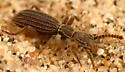 Araeoschizus andrewsi - photo 2