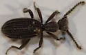 Araeoschizus andrewsi - photo 4