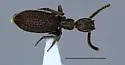 Araeoschizus andrewsi - photo 5