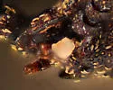 Araeoschizus apachensis - photo 5
