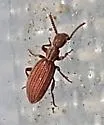 Araeoschizus armatus